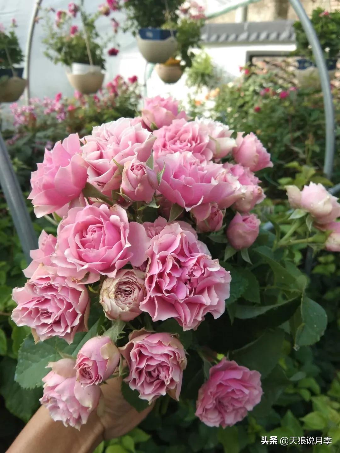 月季花是时候展现真正的技术了 (开春的第一波月季花就这么过去了)