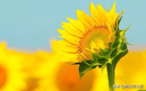 世上真的有长生不老液吗,世上真有长生不老术吗