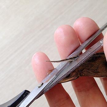 爱吃虾人士的美食食谱,爱吃虾的人怎么挑虾尾呢