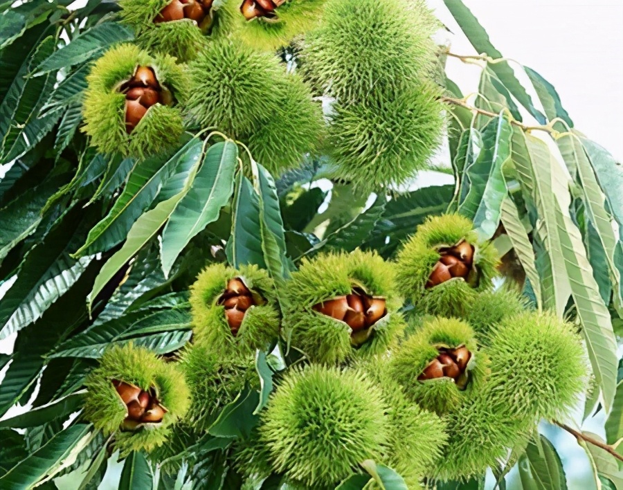 兄弟板栗网：互联网开启板栗新时代