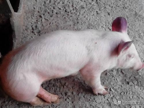 育肥猪耳朵发紫会是蓝耳病吗,猪耳朵为什么发紫及治疗方法