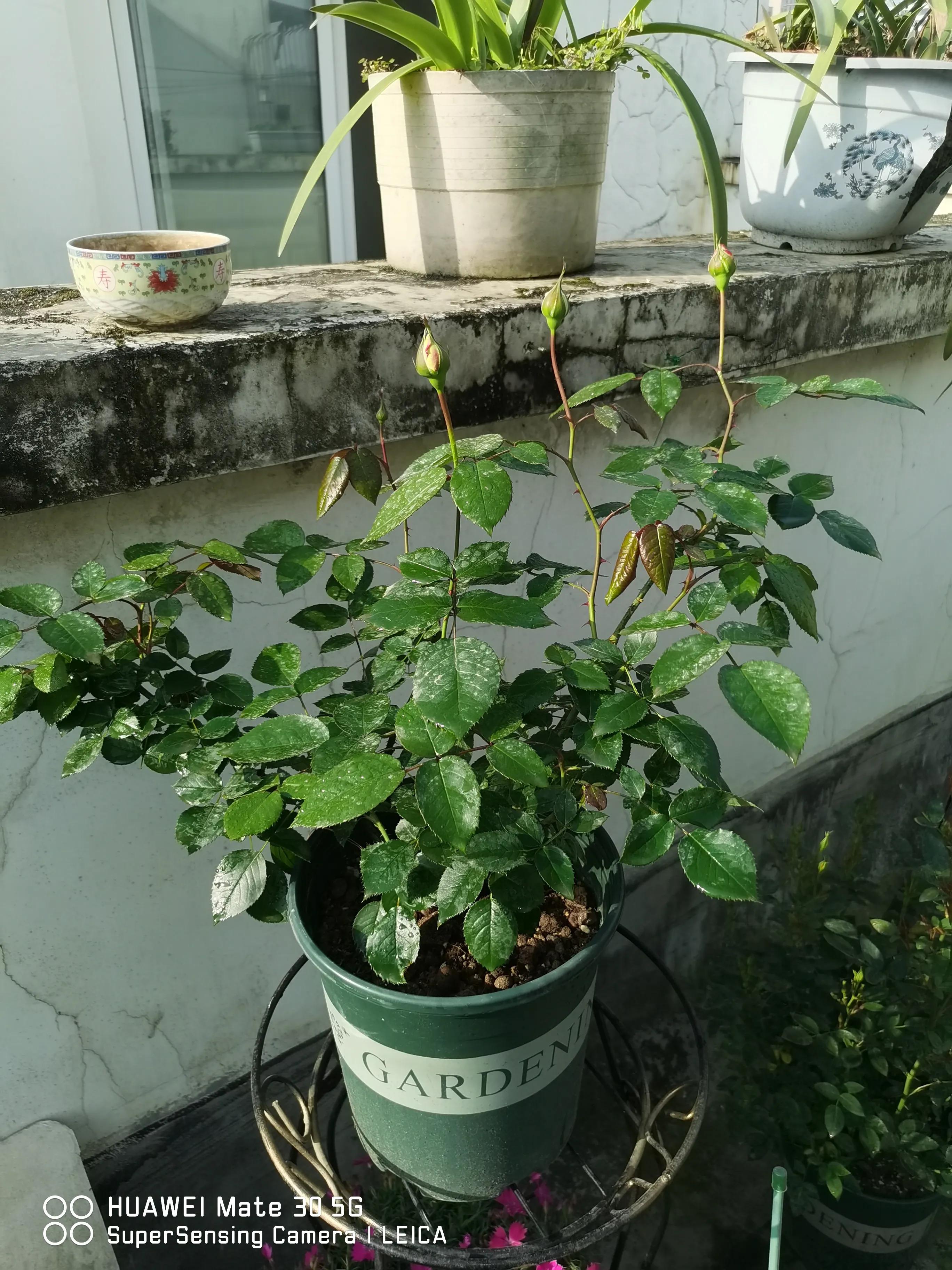 闲鱼买花有骗局吗,闲鱼上卖花好卖吗