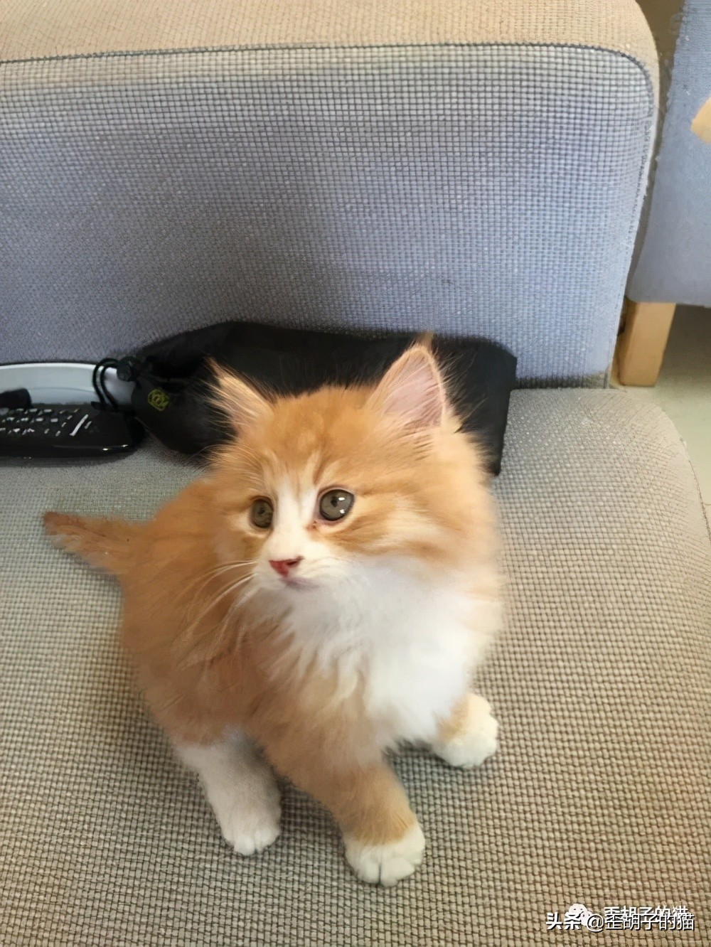 如何看出猫咪年龄有多大,怎么看出猫咪的年龄多大