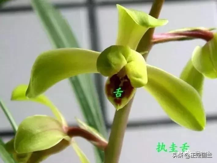 兰花知识大全100种,兰花鉴赏术语100条