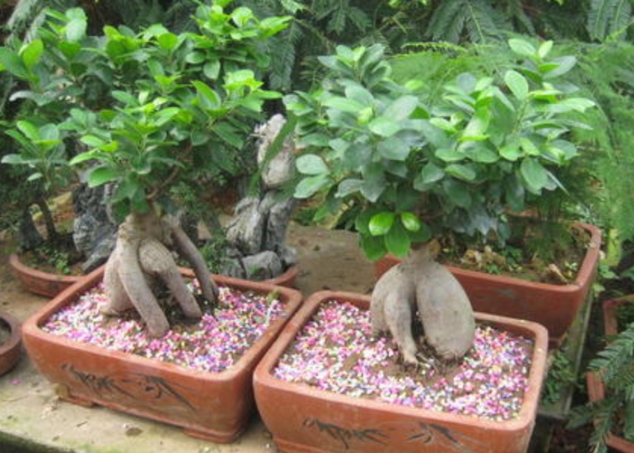 榕树盆景怎么养才能长得茂盛,养榕树注意事项和细节描写