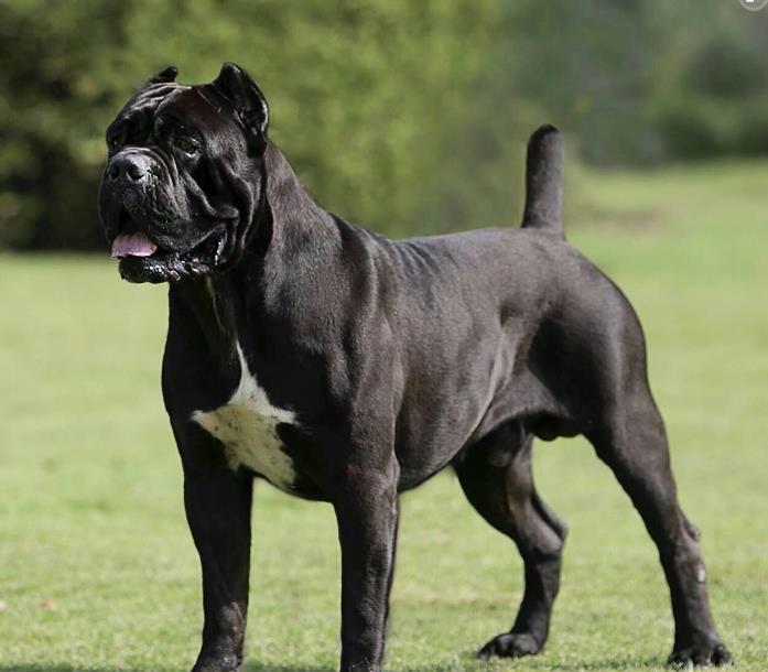 卡斯罗这么可怕吗,卡斯罗犬有多可怕