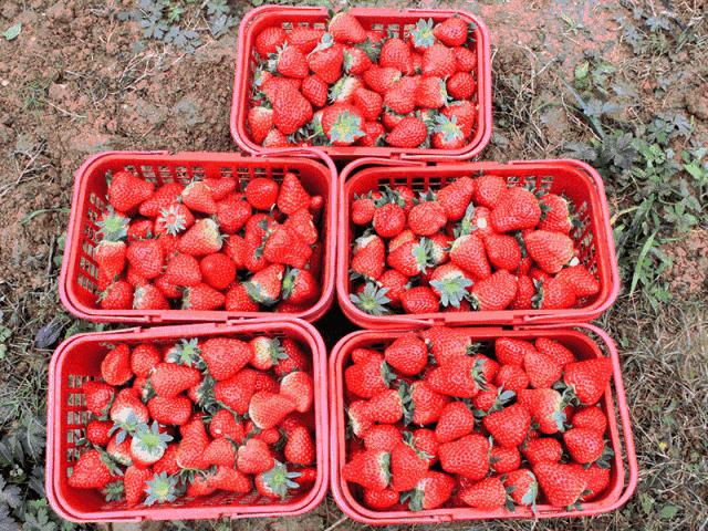 柳州草莓采摘园附近最近地方,柳州附近摘草莓好玩的地方