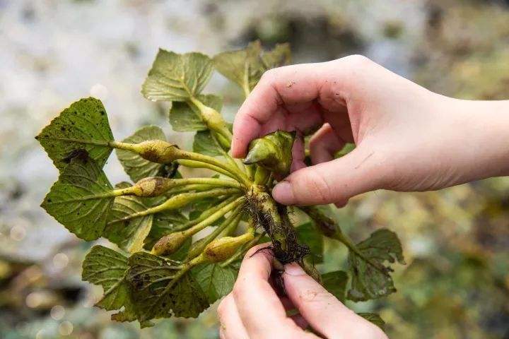 农村的野花野草哪几种可以吃,常见的野花野草却是农家之宝
