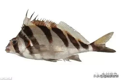 基本绝灭的香港鱼王，不管价格多高，总也拦不住那群嗜鱼如命的人