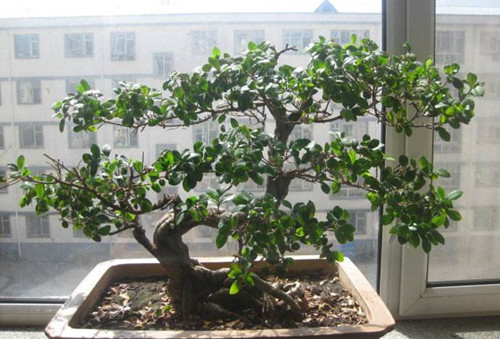 盆栽榕树掉叶怎么回事,盆景榕树经常掉叶什么原因