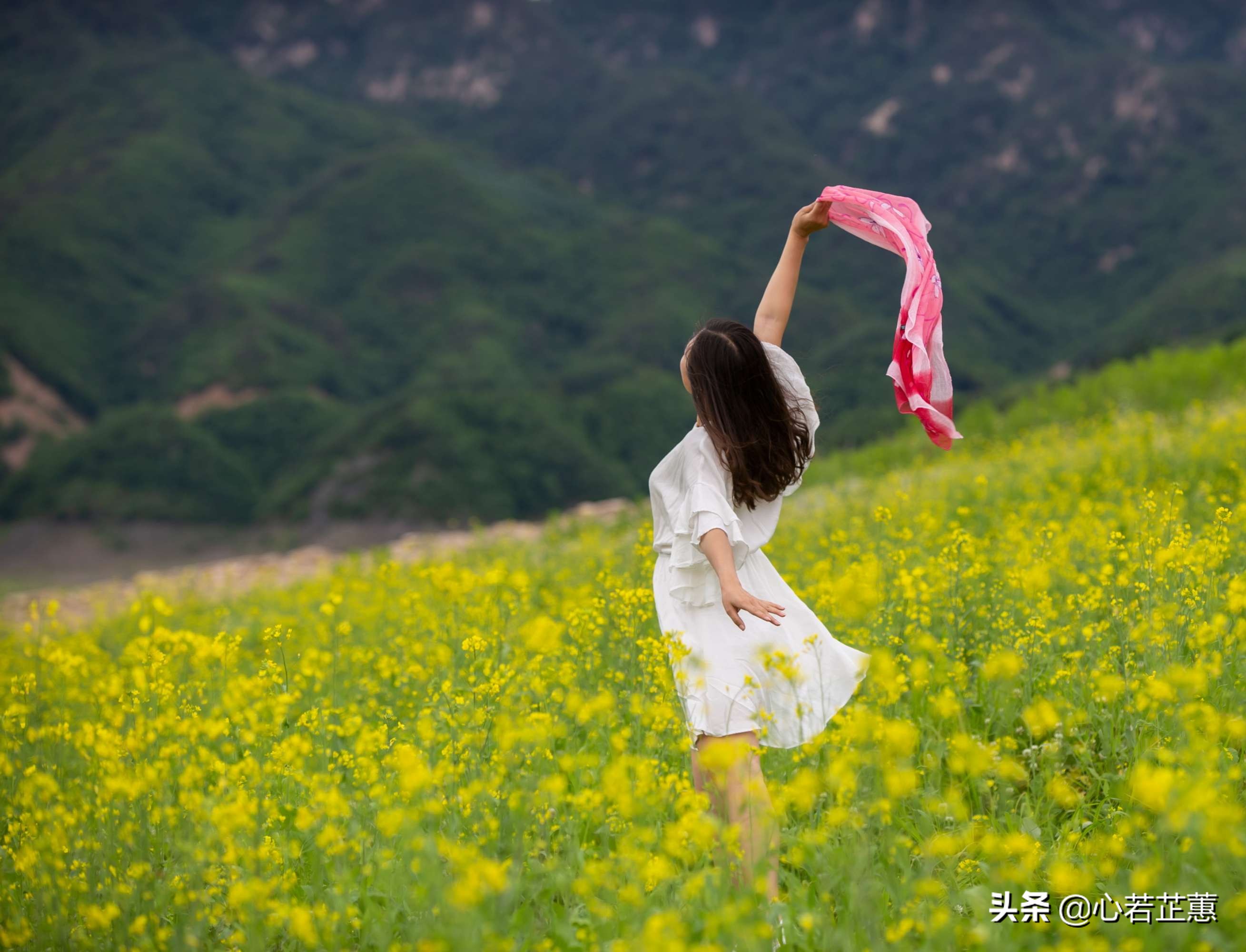 油菜花一片片的像什么,梯田油菜花和平原油菜花