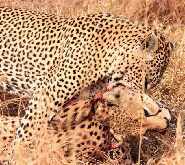 30个关于动物的冷知识,关于动物的冷知识50字