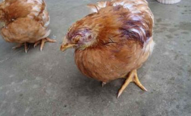 鸡眼睛睁不开是什么病?用什么药能治疗?养殖户值得一看