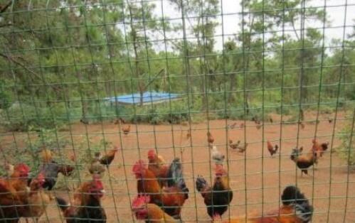 散养鸡围网用什么网,散养鸡围网的制作方法