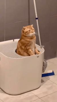 猫咪拉臭臭是什么原因,猫咪拉的臭臭是怎么处理的