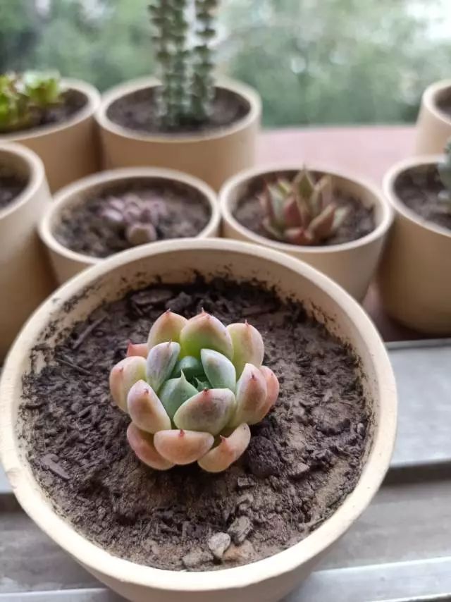 适合学生党养的多肉,适合大学宿舍长期养的多肉