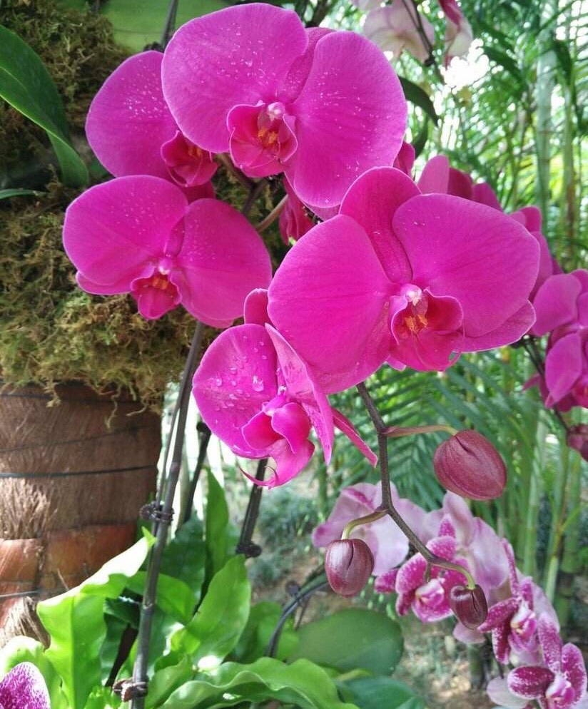 养蝴蝶兰记住这几点,养蝴蝶兰花有什么技巧