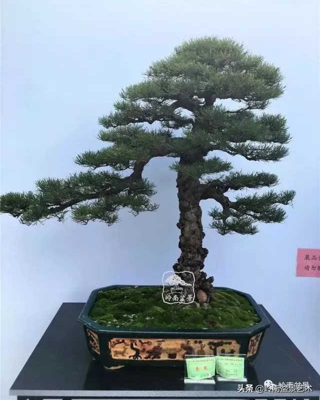 杂木盆景也毫不逊色,杂木盆景值钱吗