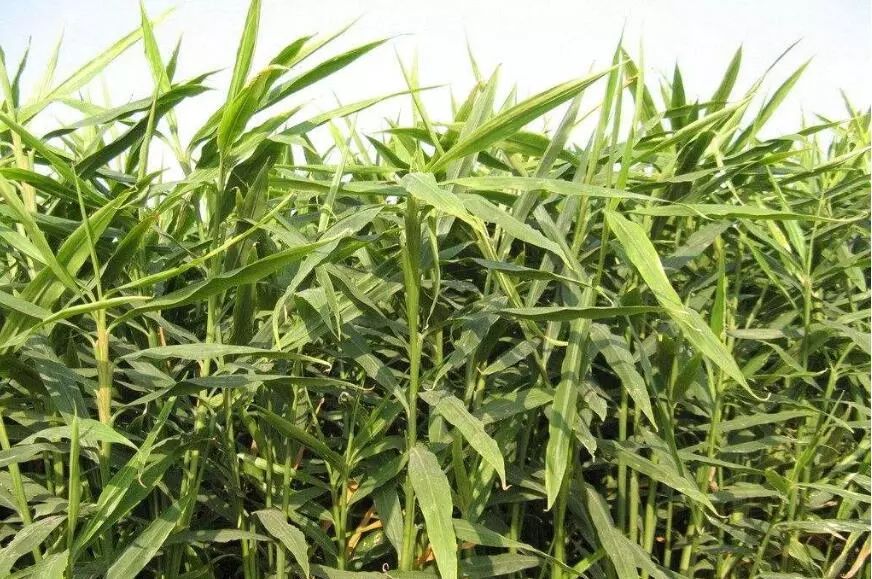 种姜怎么种产量更高,春耕进行时农村种姜