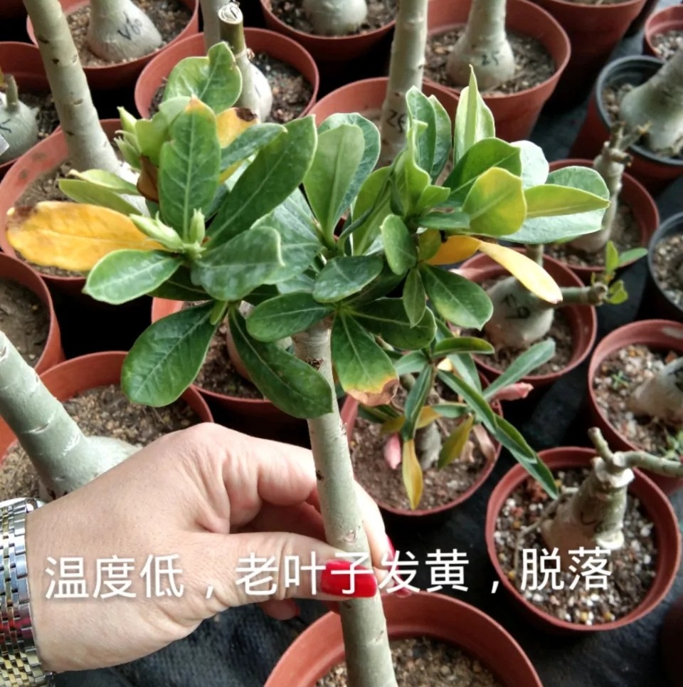 沙漠玫瑰枝干软怎么处理,沙漠玫瑰光杆几月发芽