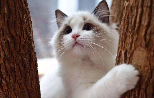 养猫掉毛用什么神器,怎样解决养猫掉毛的问题