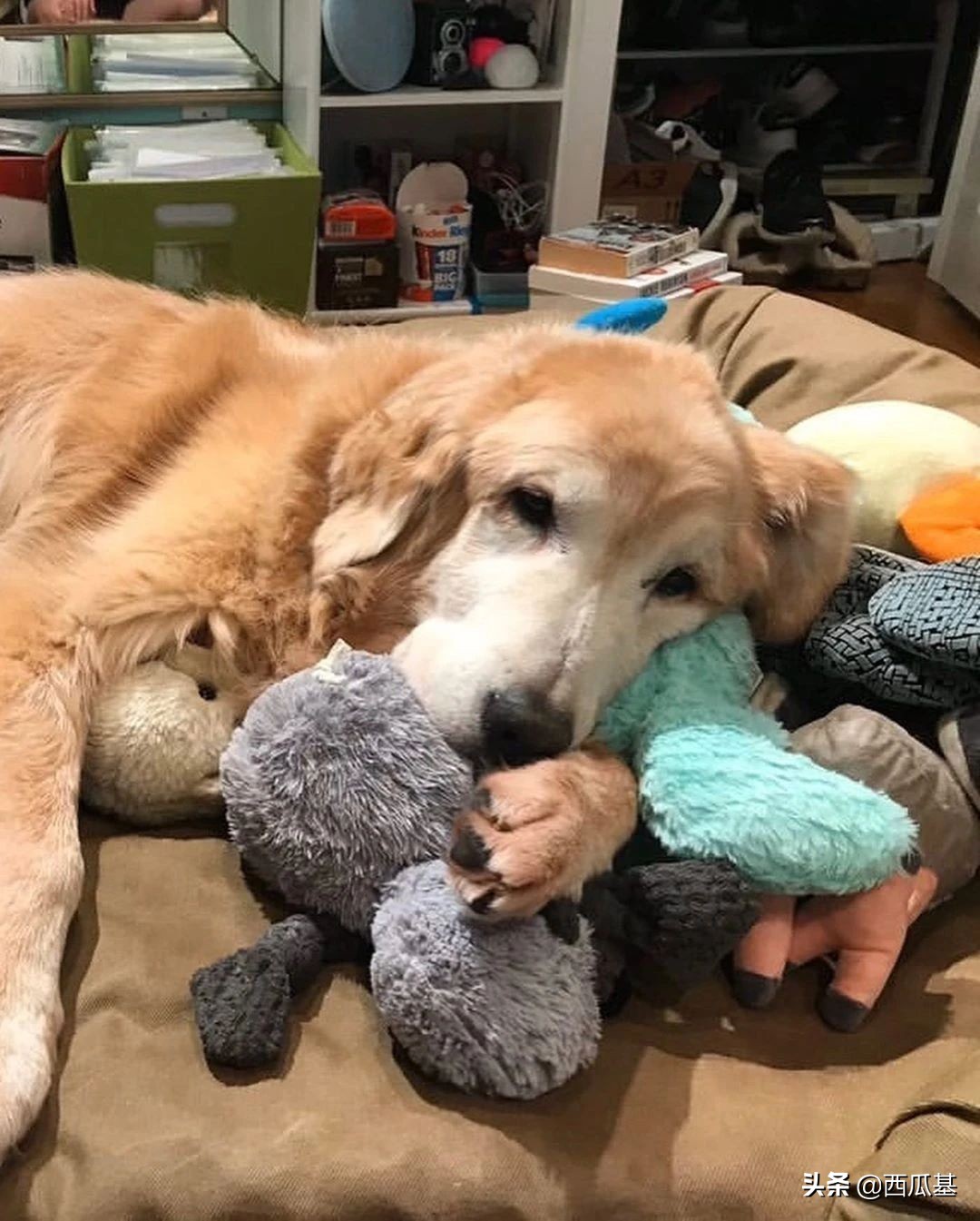 每天摸一只小狗小猫,每天摸一只小猫小狗