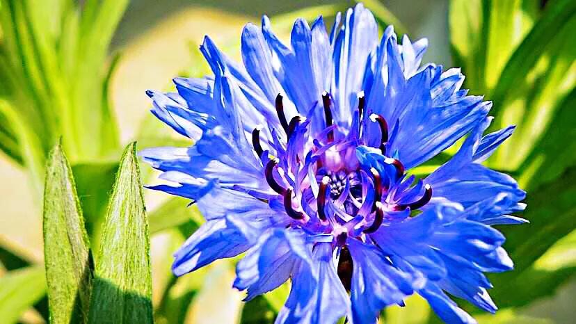 德国国花什么颜色的矢车菊,矢车菊国花