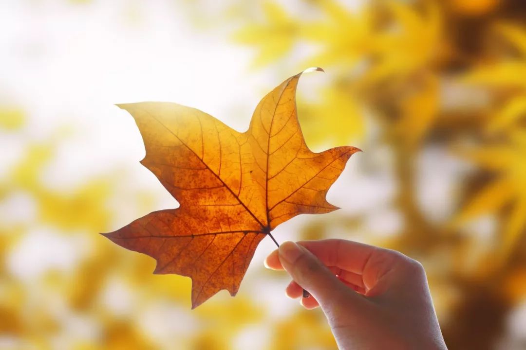 腹有诗书气自华的名句是谁写的,金句腹有诗书气自华