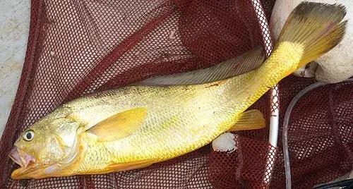 开捕啦3：黄鱼金灿灿，大黄鱼小黄鱼你爱哪一款？