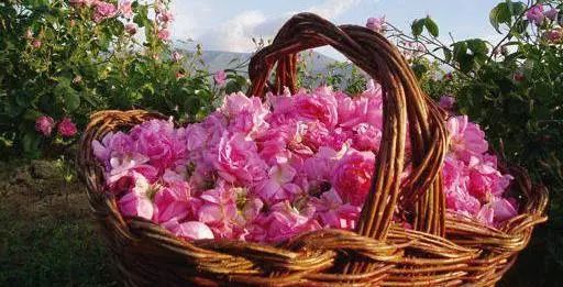 雪松味道有点呛鼻子,雪松味道好不好闻