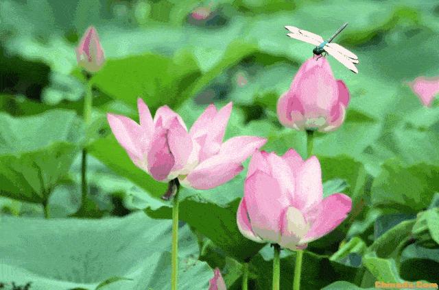 适合说早安的表情包,早安暖心话表情包图片