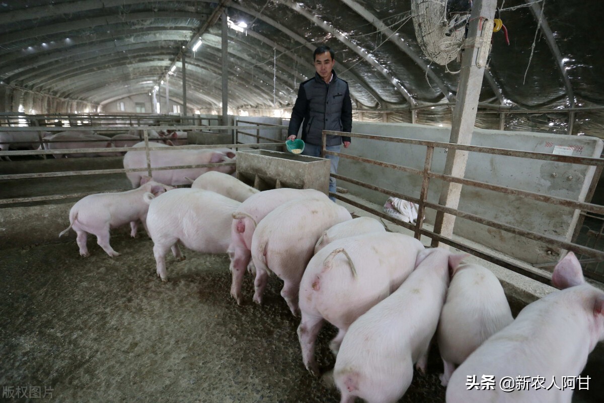 未来养殖业的商机和发展趋势,未来5年畜牧养殖业发展的10大机会