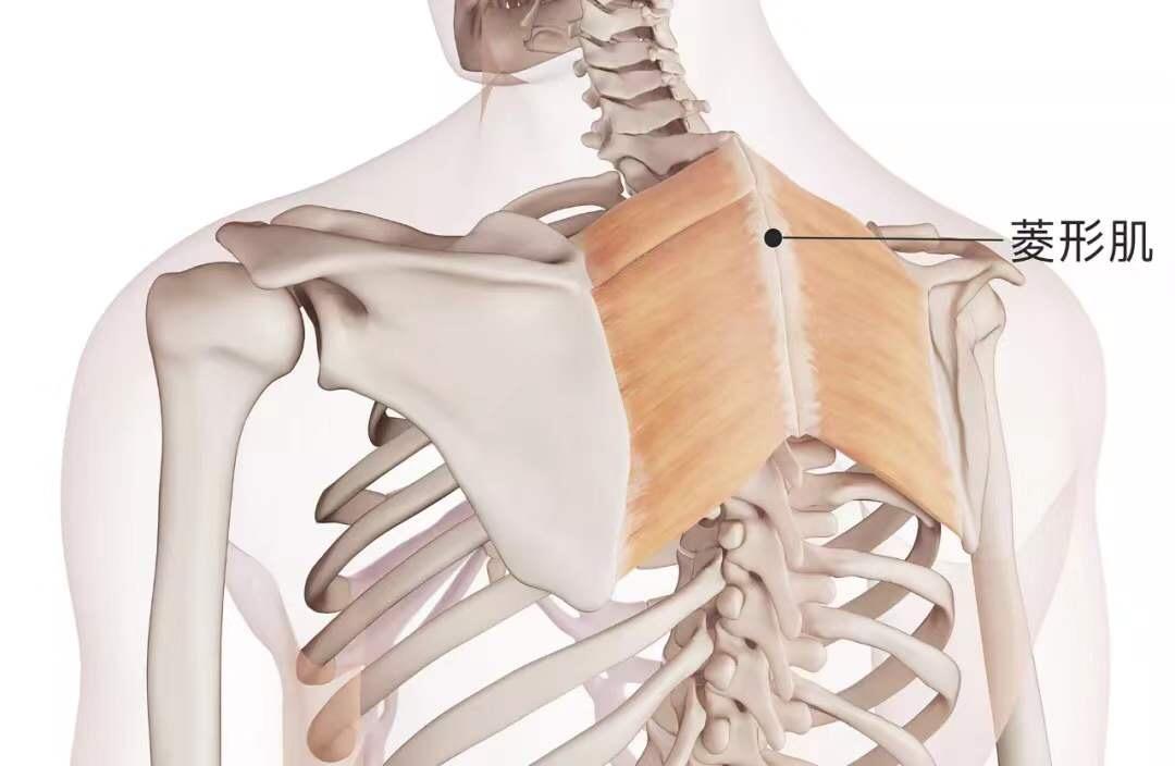改善蝴蝶背的方法,天生的蝴蝶背能改善吗
