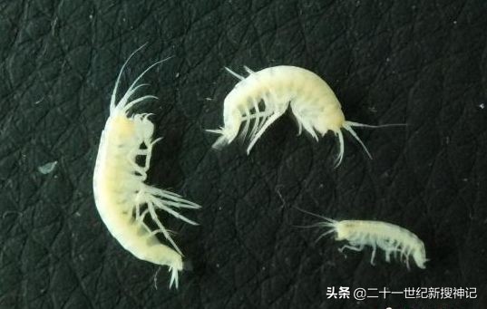 天下极境08：洞穴幽深，孰料别有洞天。万物生长靠太阳？未必