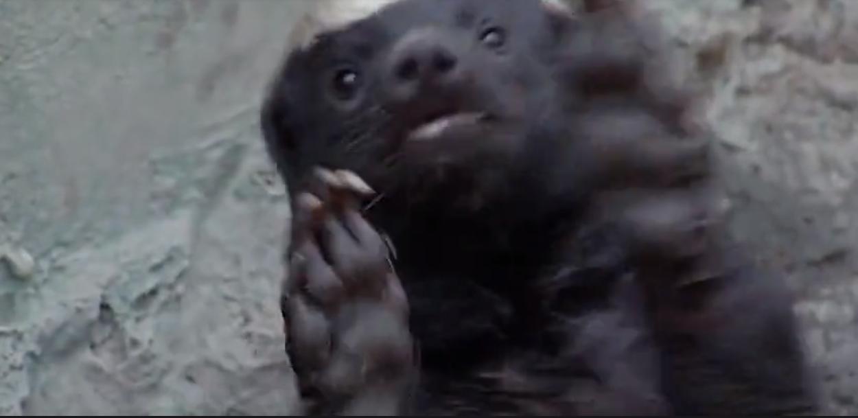 永不服输的蜜獾，曾经有一个保护区饲养了两只，后来怎么样了？