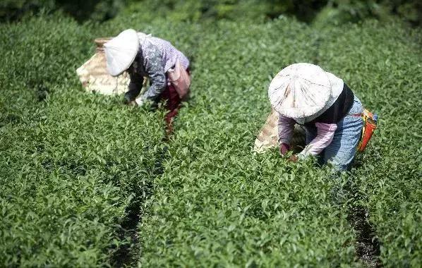 年销售额近5亿的茶叶品牌,天福茶叶经营模式