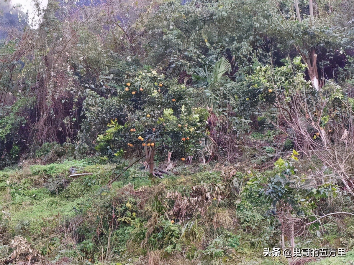 鬼哥的五万里D145骑记：生命赞歌,吉首市-麻阳县