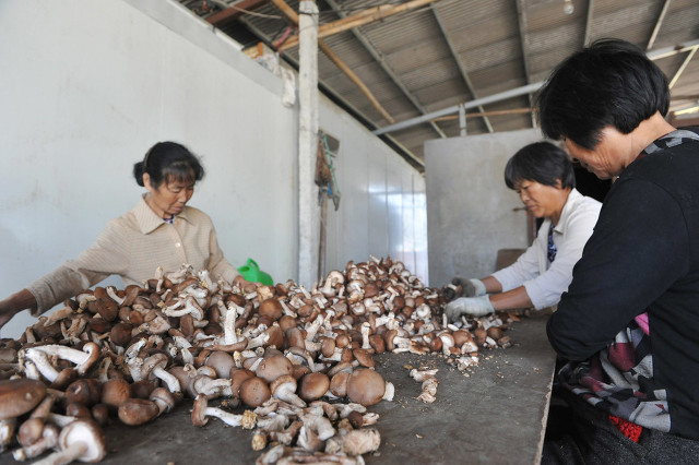 农村种植20万亩地一年能赚多少钱,搞农业种植什么可以赚钱