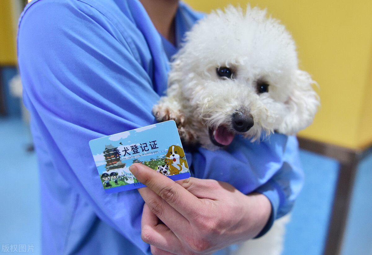 办理狗证的大型犬就可以养了吗,养犬登记指南