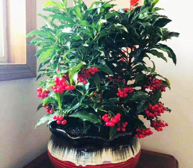 盆栽黄金万两的方法,黄金万两盆栽怎么才能结果