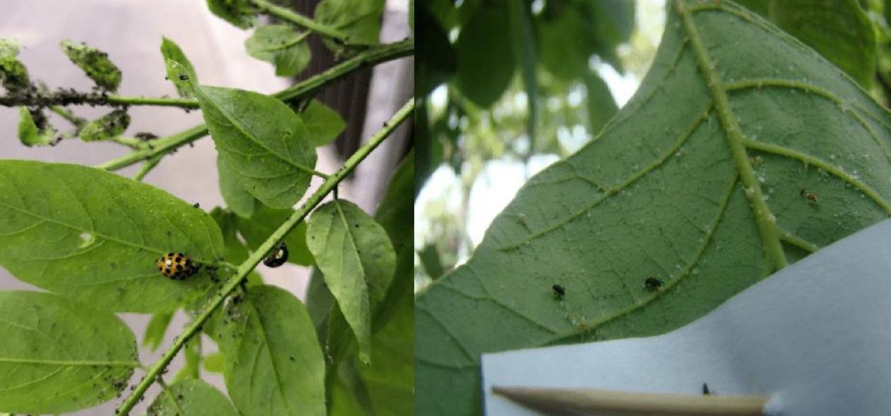 槐树上的蚜虫怎么根治,春季槐树蚜虫防治不及时