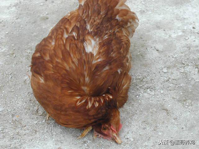 老兽医:鸡群10种异常呼吸音“一病一图”汇总,建议养鸡人看看