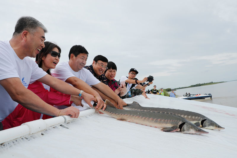 黑龙江鲟鳇鱼鱼苗,历史记载最大的鲟鳇鱼