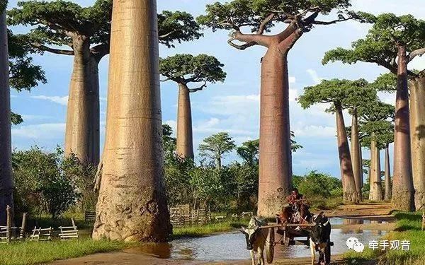 美爆了的风景,美爆了的植物