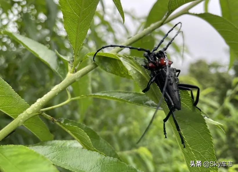 7万公里老款宝马x5,宝马x5的优缺点