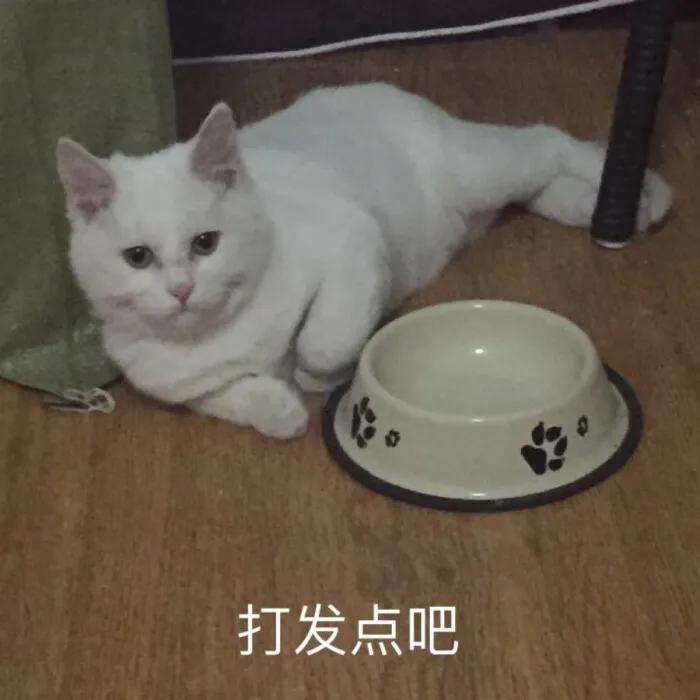兽医治疗疾病的方法大全,治疗猫咪泌尿疾病吃什么药