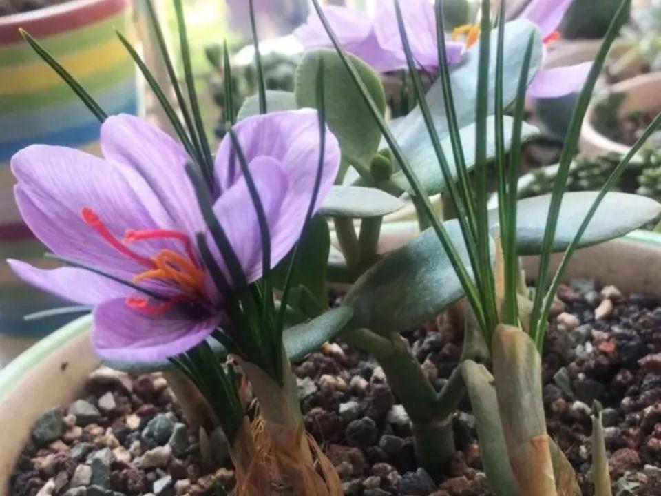 番红花种植方法,番红花为什么被称为植物之王