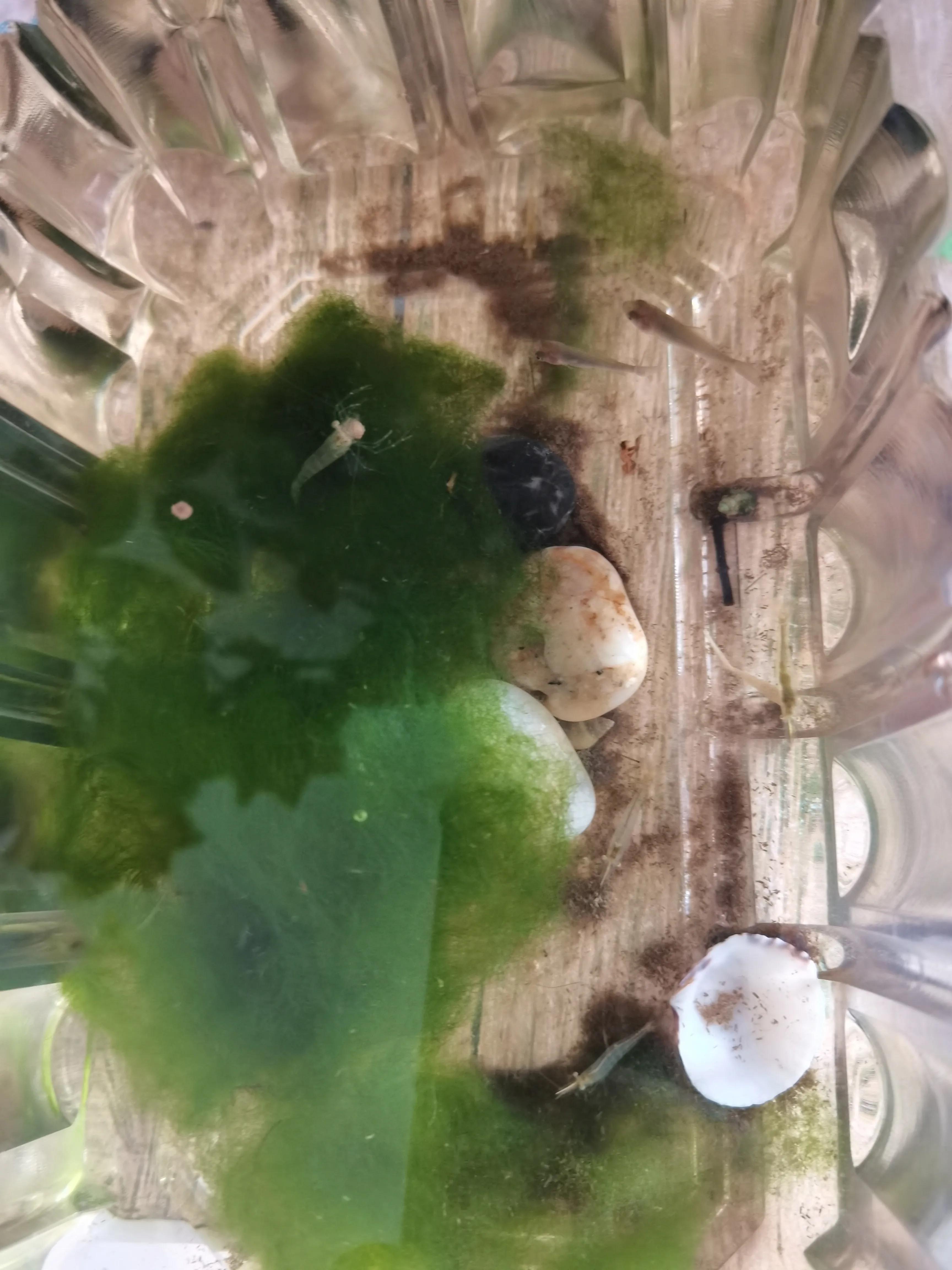 观赏小鱼小虾视频,专业养小鱼小虾的正确方法