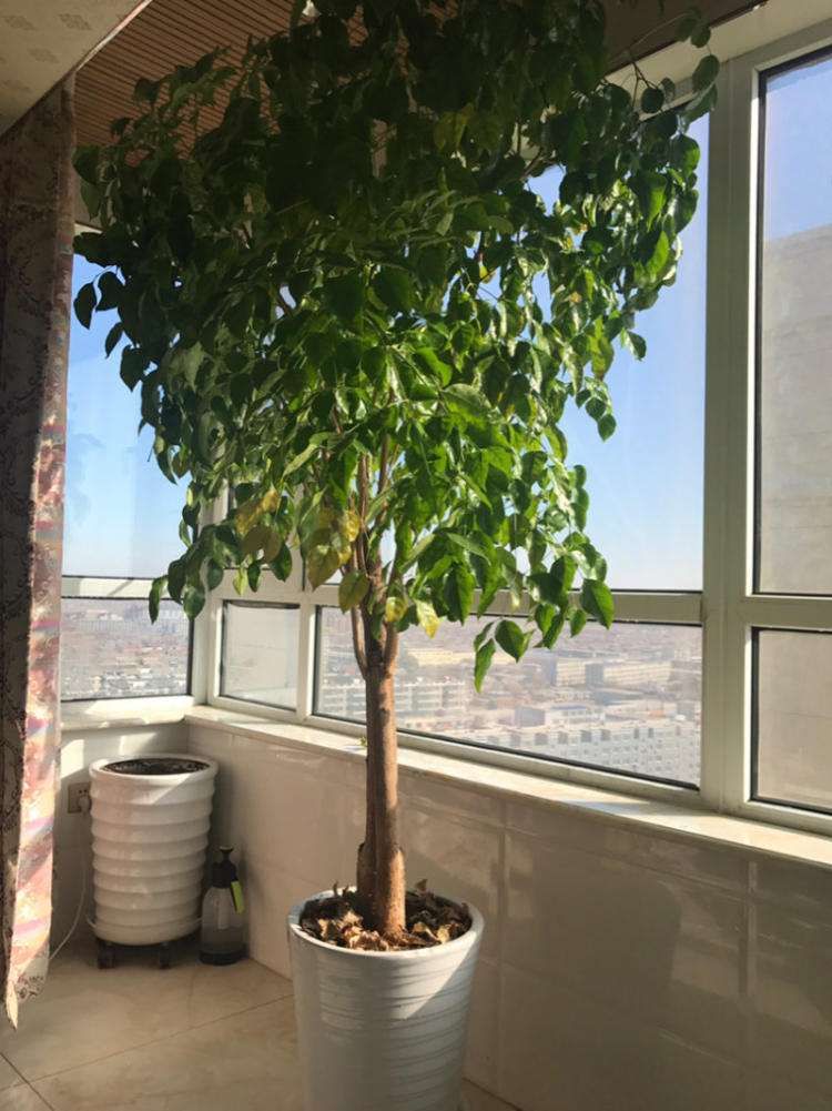 幸福树长个不长叶子,幸福树长得太高了