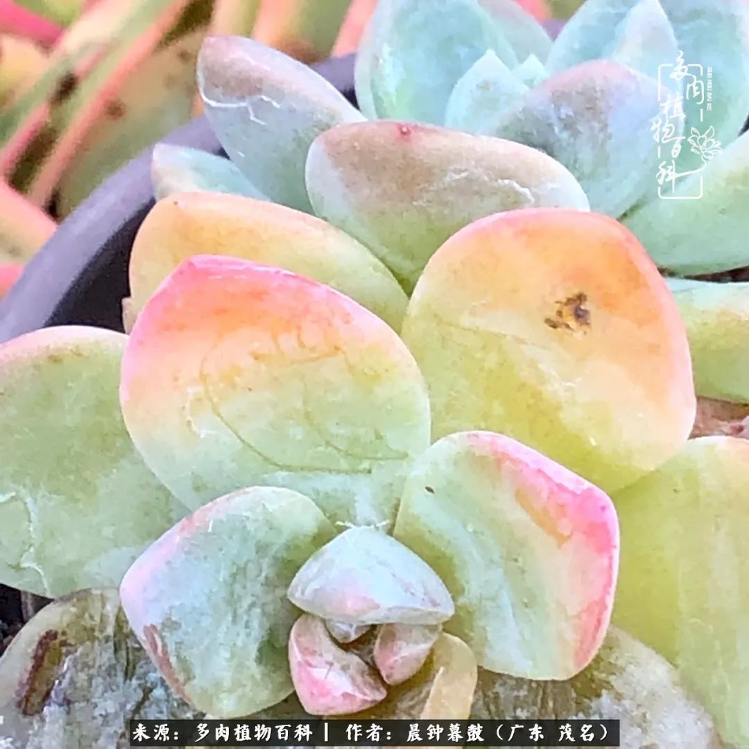 轻轻地告诉你，我的多肉也曾美过，不信你看看